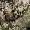 Gorilla Glue #4, Фасовка: 5, изображение 3